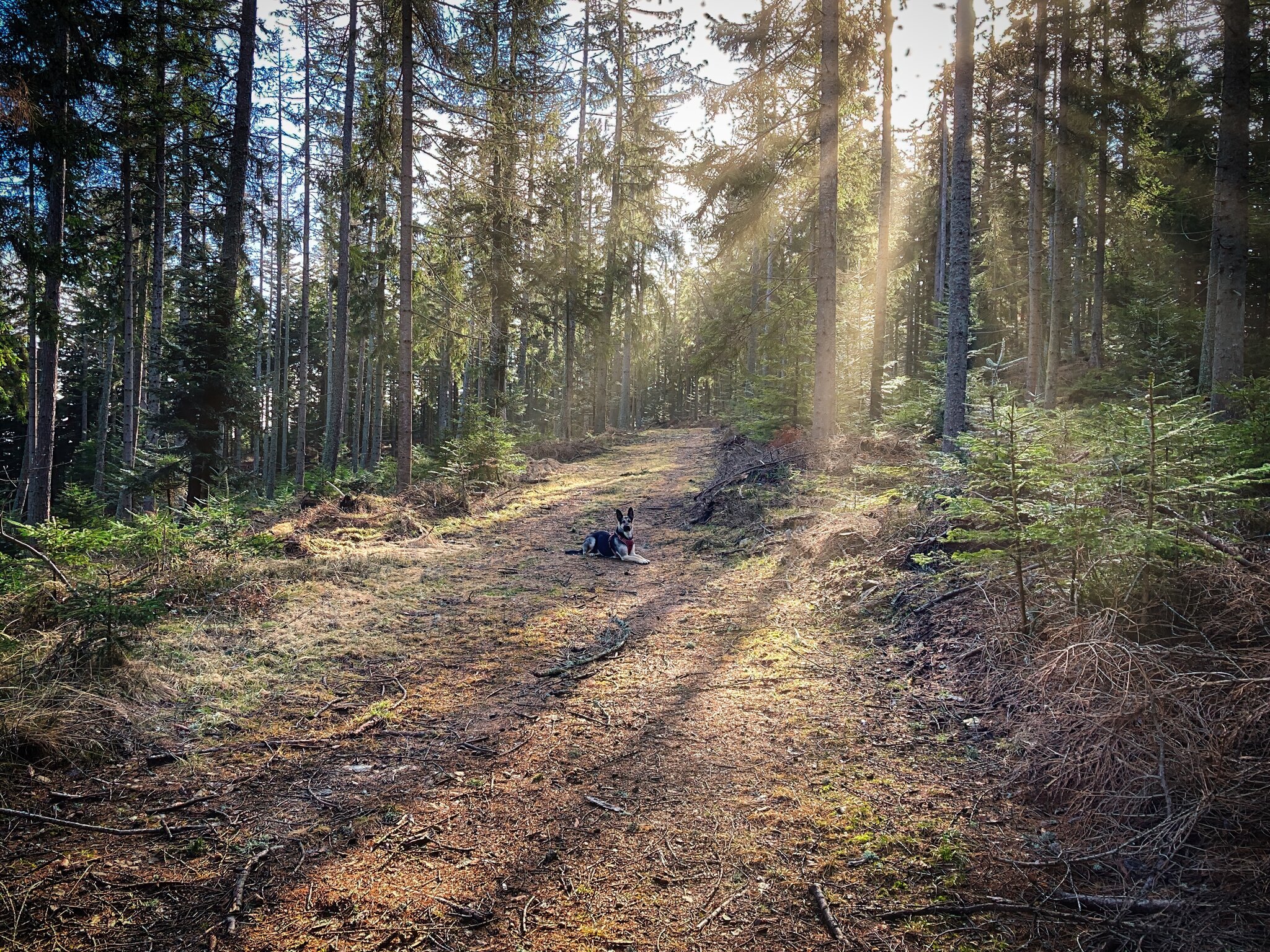 Morgenstund Hat Gold Im Mund Englisch