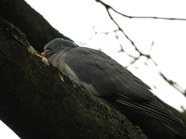 ...der einzige Störfaktor ist diese komische Fotografin :). 

Die Ringeltaube am Jüdischen Friedhof in Alsergrund wärmt und erholt sich auf einem Baum. | Foto: Zuzana Kobesova 2024