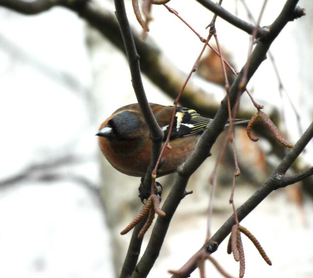 Ein Buchfink besingt den Frühling aus ganzer Lunge. Sobald erste Blüten auf den Bäumen sprießen, kommt auch schon der Check, ob sich da irgendwelche Insekten verstecken 😊🌾🪰🪽 | Foto: Zuzana Kobesova 2024