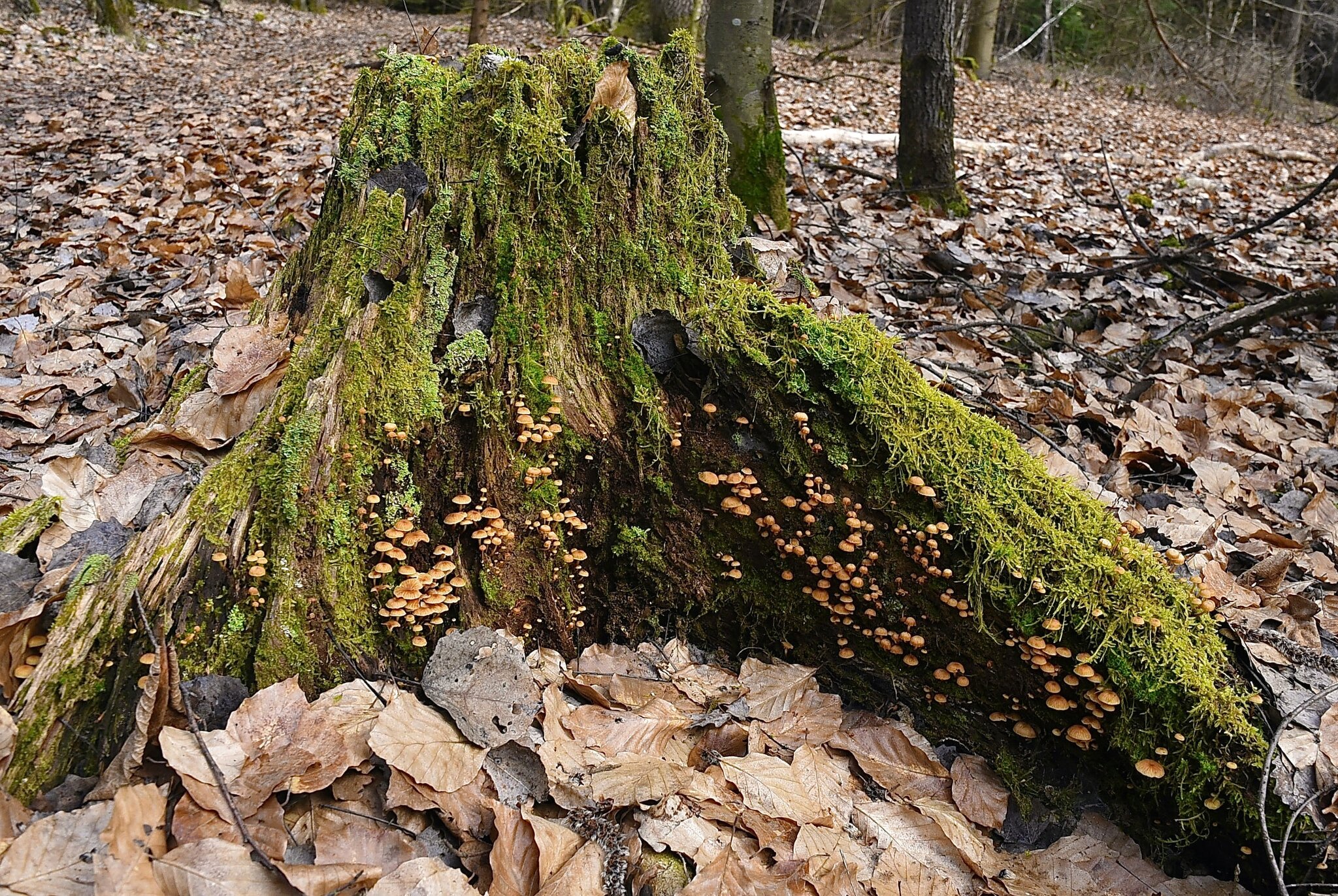 Die Schwammerl sprießen