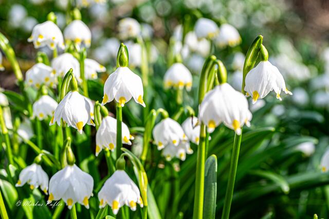 Frühlingsknotenblume, auch Märzenbecher oder Großes Schneeglöckchen genannt. 