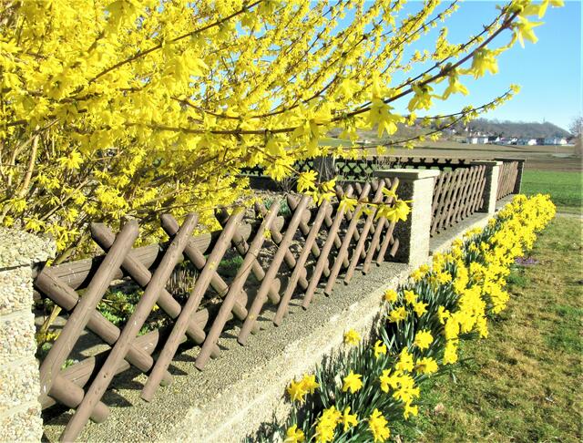 Ein Traum in gelb: An Alois Jax' Gartenmauer in Ernsthofen ist wohl endgültig der Frühling eingekehrt.  | Foto: Jax