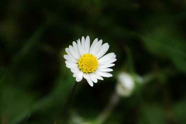 Gänseblümchen