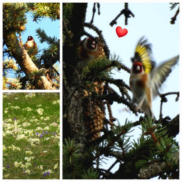 Ein Stieglitz-Pärchen war vor zwei Wochen noch nicht derart liiert. Jetzt aber gibt es Ramba-Zamba.  | Foto: Zuzana Kobesova 2024