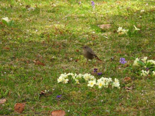 Ein Pärchen ist wieder retour und bereit sich auf die neue Saison vor. Die Vögel überwintern v.a. im Mittelmeerraum. Im Bild ist das Weibchen des Hausrotschwanz zu sehen.  | Foto: Zuzana Kobesova 2024