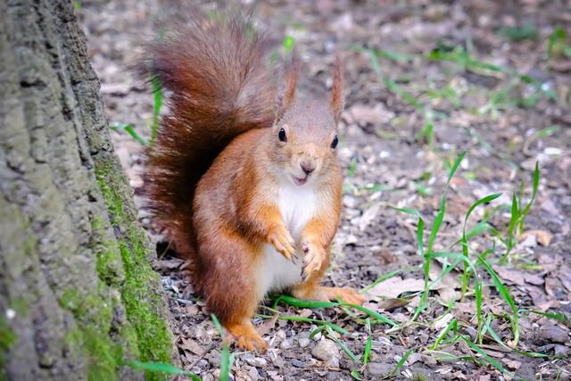 Carte Babolex #13/50 | Jardins Suspendus De Babylone 6/7 | Vincent Faudemer - Near Mint