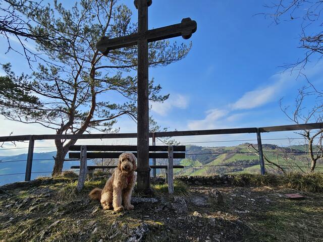 Hund posiert beim Gipfelkreuz am Falkenstein, Frankenfels | Foto: Christian Hahn