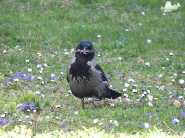 Eine Nebelkrähe sucht nach Baumaterial für den Nestbau. Selbstbewusst spaziert sie und räumt auf - praktisch, denn sie hilft damit beim Frühjahrsputz mit 😊🌱. | Foto: Zuzana Kobesova 2024