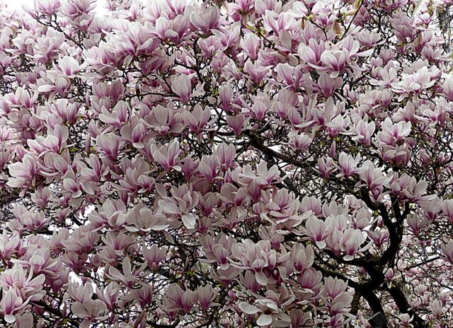 Magnolien sind jedes Jahr im Frühling ein Highlight. Leider blüht die Magnolie nur sehr kurz und die Schönheit ist nicht von langer Dauer🌼🎵🌹
