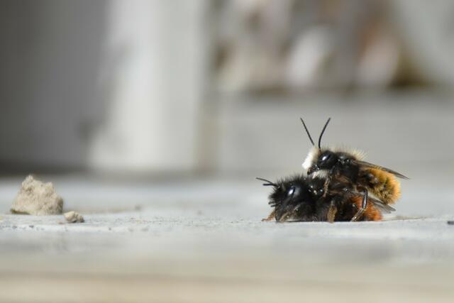 Gehörnte Mauerbienen | Foto: Karmen Erhart