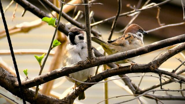 Es ist kaum zu glauben; selbst der Sperling (Spatz) ist heutzutage bereits eine gefährdete Art;  | Foto: Karmen Erhart