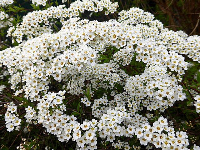Wünsche Euch eine besinnliche Karwoche💖
"Brautspiere" in meinem Garten🌼