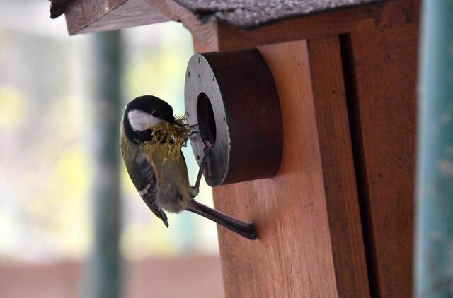 Bei den Kohlmeisen ist der Nestbau in vollem Gang, obwohl das Haus heuer eingerüstet ist, lassen sie sich nicht vom Nestbau abhalten und fliegen zwischen dem Gerüst zum Nistkasten. LG Gaby 