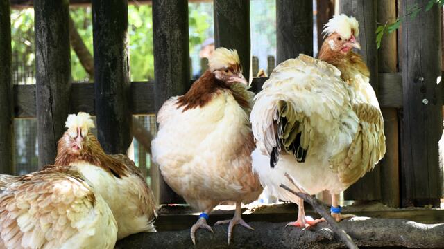 Die Hühnerhaltung wird immer beliebter; kein Wunder bei den vielen entzückenden Rassen; | Foto: Karmen Erhart