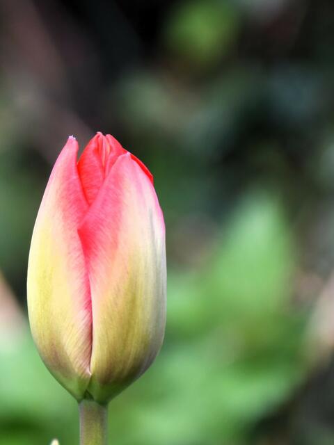  Der Botaniker Clusius (1526-1609) erhielt die Zwiebeln von einem österreichischen Diplomaten der  sie  wiederum aus der Türkei mitgebracht hatte. Die Holländer machten die Tulpen zum Verkaufsschlager.
1634 waren fünf Tulpenzwiebeln genauso viel wert wie ein vornehmes niederländisches Grachtenhaus.  1637 aber brach der Handel zusammen.  Spekulanten, Kaufleute, Bürger waren ruiniert.
Dieses Ereignis gilt als der erste Börsencrash der Geschichte. | Foto: Karmen Erhart