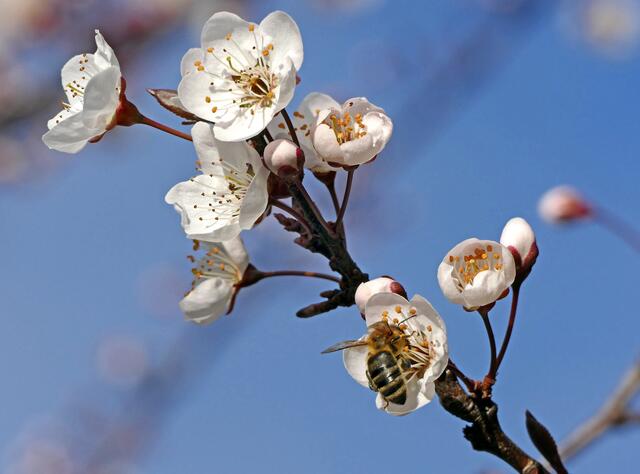 Bienchen im Kontrastprogramm