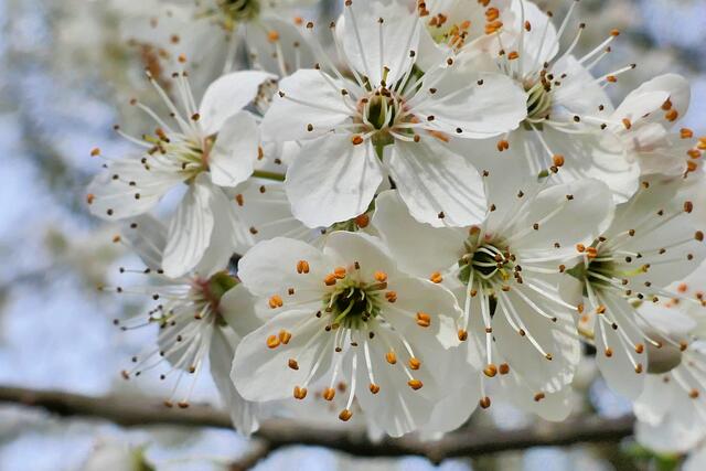 Die Blütensaison hat begonnen  | Foto: Schrödl Gerhard