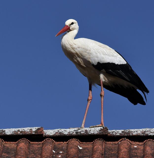 hat uns heute einen Besuch abgestattet, er blieb eine ganze Weile auf dem Dach bevor er wieder abhob.
Heuer sind sie so früh wie noch nie dagewesen, Anfang März kam der Erste (das Männchen), vor mehr als einer Woche seine Angetraute
