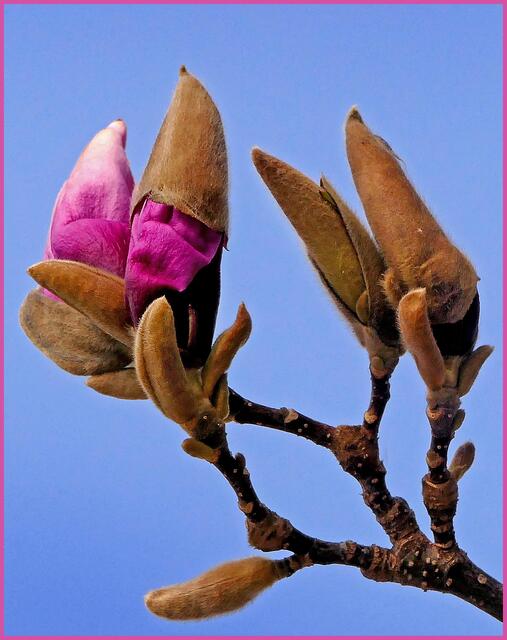 Auch Magnolien brauchen nun kein " Häubchen " mehr . Andere Sorten blühen ja schon längst !