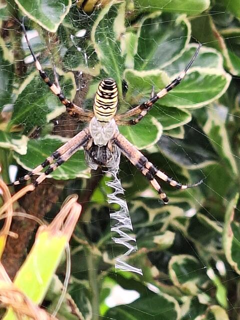 Diese Tigerspinne wartet on ihrem kunstvollen Netz aufs Frühstück. | Foto: Judith Krenn