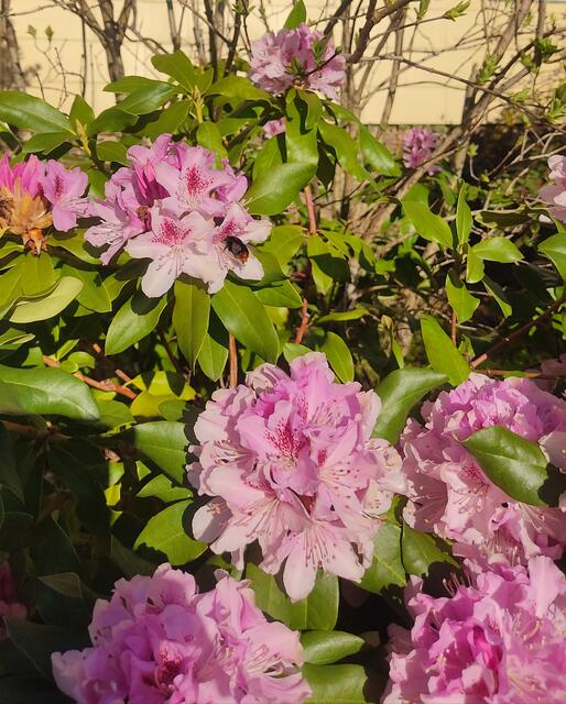Unser Rhododendron zu Ostern,...