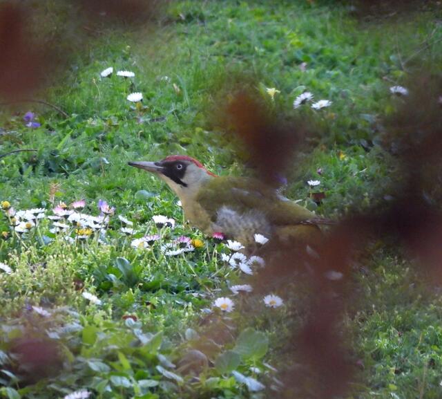 Dieser gut getarnte Gärtner 👨‍🌾 inspiziert den Garten, pykiert die Wiese 🌱 und scheucht die Nachbarskatze 🐈‍⬛ auf. Offenbar fühlt er sich wohl 😊. 

 | Foto: Zuzana Kobesova 2024