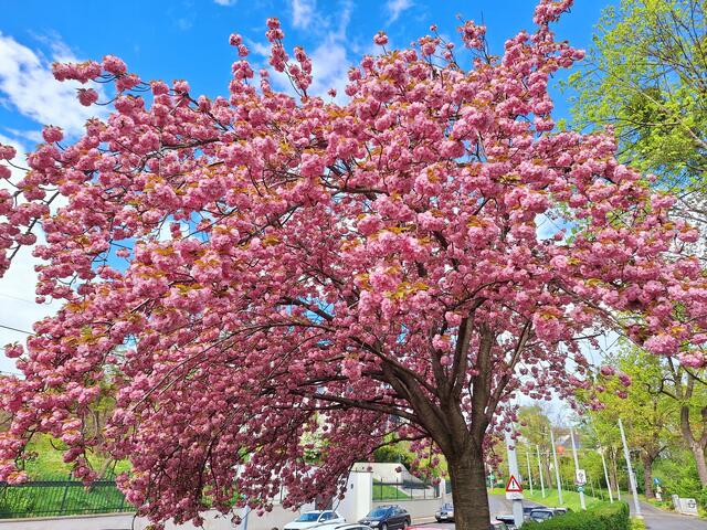 japanische Kirschblüte auf der Hohen Warte 