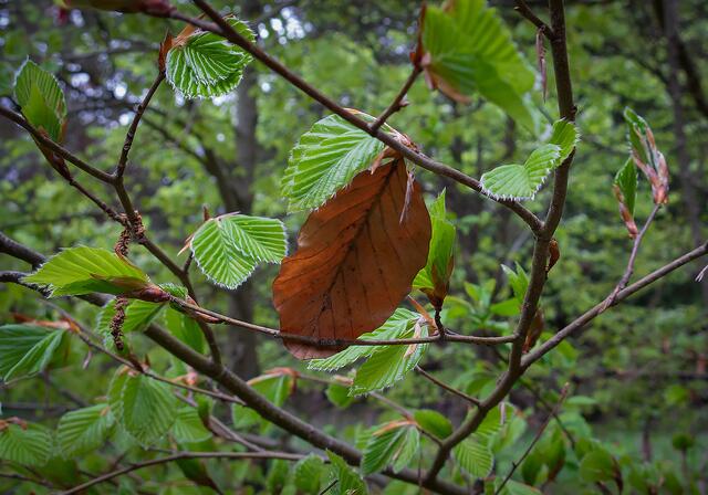 Frische frühlingsgrüne und Vorjahrsblatt an einer Buche.