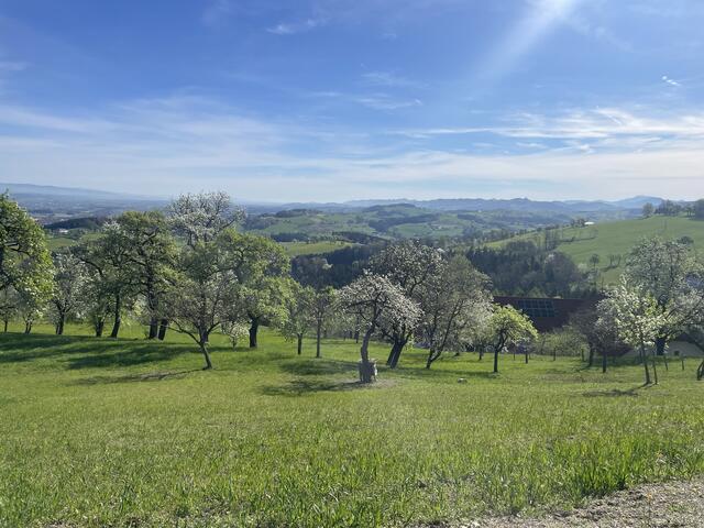 Blick ins blühende Mostviertel von St. Michael am Bruckback aus