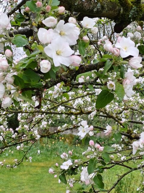 BLÜHENDER APFELBAUM  | Foto: EBERHARD ISKRATSCH 
