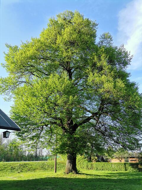 Abendspaziergang  | Foto: Martina Laserer