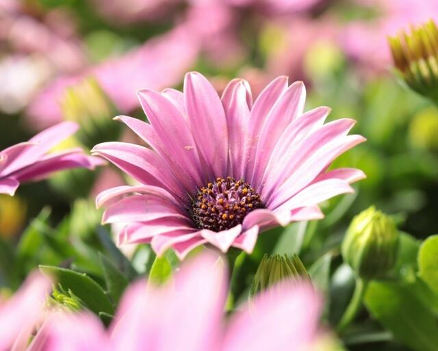 Wenn alles blüht und die Sonne scheint...ist die Welt wie verzaubert.
Mehr Blütenbilder gerne in meinem Beitrag dazu ansehen.  | Foto: Martina Laserer