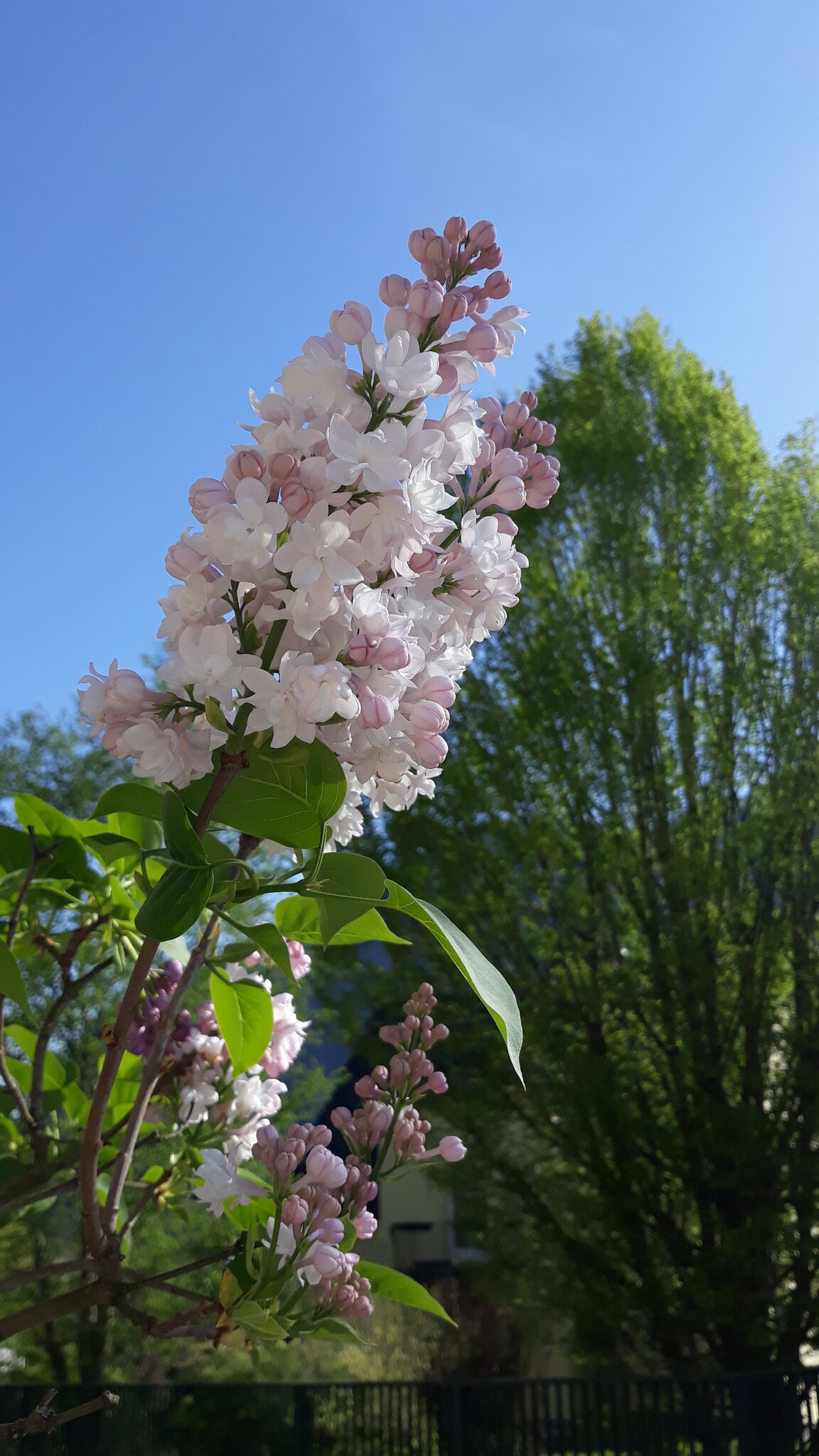 Der Flieder blüht jetzt ist der Frühling wirklich da!