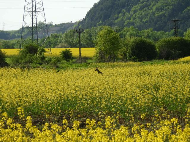 Was hüpft da durch das blühende Rapsfeld? Ein Schnappschuss vom Reh beim Queren des Feldes - eine beeindruckenden sportlichen Leistung 🦌🌻🌼. 


Foto von meinem Streifzug außerhalb Wiens. | Foto: Zuzana Kobesova 2024
