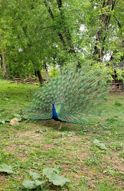 Ein bunter Gockel wird mit Federpracht um das Herz der Pfauendame... wie schön dem Treiben auf meinem Streifzug in einem Zoo zusehen zu können 💝 | Foto: Zuzana Kobesova 2024