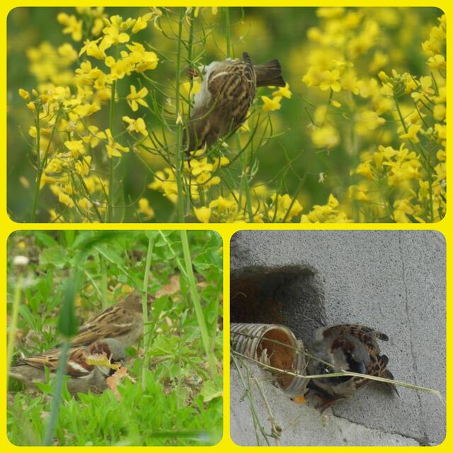 Sperlingsakrobaten bauen ein besonders sonniges Nest - aus Rapshalmen 😊. Bei den kühlen Tagen kann man bisschen Wärmedämmung dicher brauchen... | Foto: Zuzana Kobesova 2024