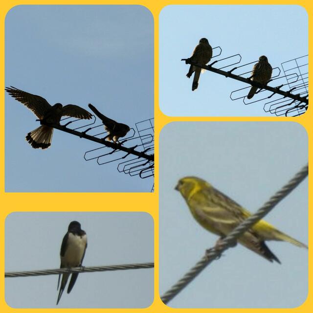 Oben rechts und links: Turmfalken-Pärchen im 5. Wiener Bezirk - eigentlich Turtelfalken 😊, denn bald scheint Nachwuchs zu kommen 🐣
Links unten: Rauchschwalbe
Rechts unten: Girlitz 🪶

 | Foto: Zuzana Kobesova 2024