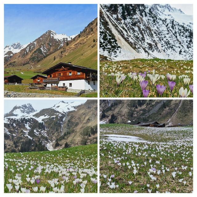 Unzählige  Krokusse blühen in der Umgebung  der Oberissalm /Stubaital ! | Foto: Konrad K.