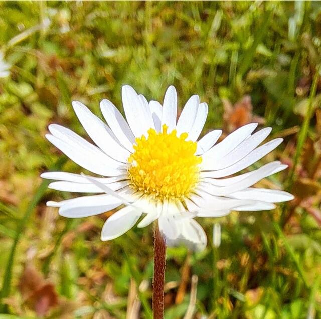 Wie schön können ganz einfche Gänseblümchen sein. Kein Gartenbesitzer will sie auf seinem schönen Rasen. Ich mag sie...