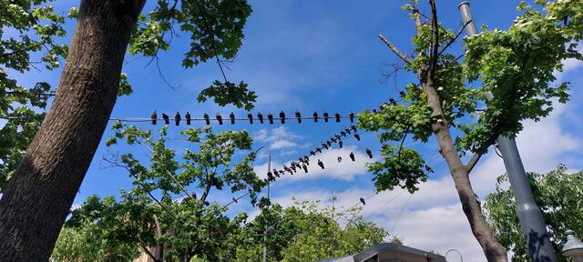 Gegenüber vom Naturhistorischen Museum genießen diese Tauben den Feiertag auf ihre Weise 😅. | Foto: Zuzana Kobesova 2024
