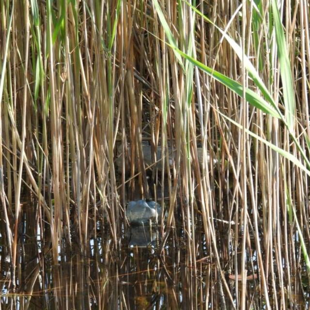 In unmittelbarer Nähe wohnen Enten, ein Graureiher, Frösche und weitere Tiere. Sue haben diesen Mist in ihrem Wohnzimmer nicht verdient.  | Foto: Zuzana Kobesova 2024