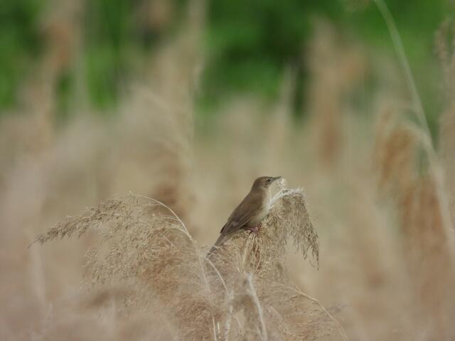 Drosselrohrsänger, Rohrschwirl, Teichrohrsänger - sie waren alle da und sorgten für ein einzigartiges Erlebnis. 


https://www.donauauen.at/wissen/natur-wissenschaft/fauna | Foto: Zuzana Kobesova 2024