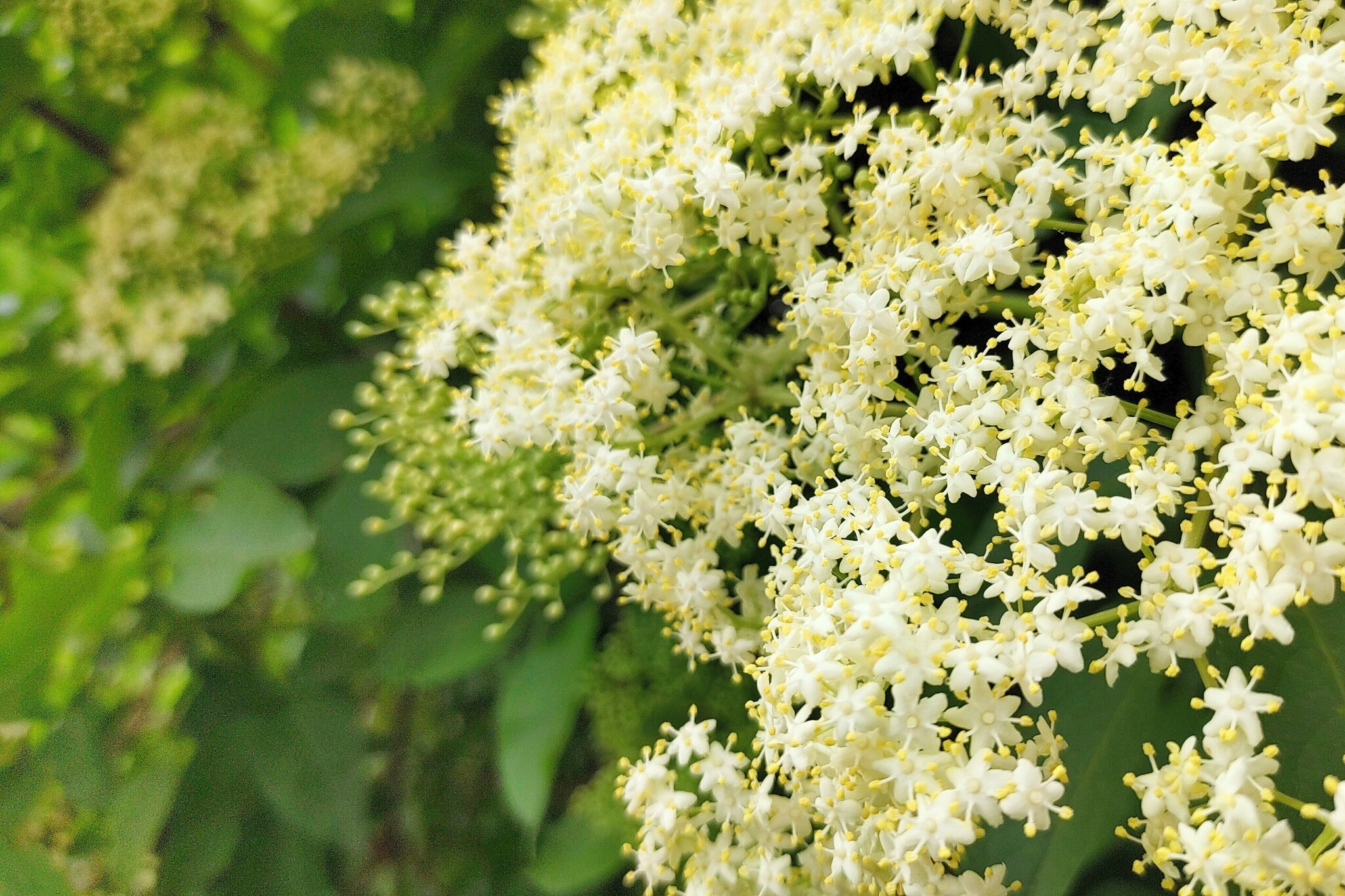 Holunderblüte am Tullner Donauufer 💮