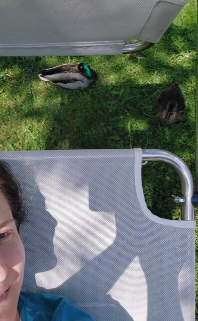 Dieses Enten-Pärchen weiß, was gut ist. Im Schatten meiner Liege genießen sie die Sonntagssiesta 🦆🦆😊 | Foto: Zuzana Kobesova 2024