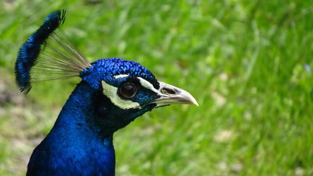 Der Blaue Pfau | Foto: © Silvia Plischek