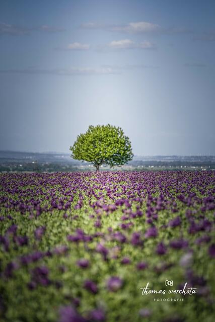 2024-05-15 - Violetter Schlafmohntraum zwischen Zemendorf/Draßburg im Bezirk Mattersburg

Eine schirr endlose Blütenpracht, die sich direkt an der Bundesstraße zwischen Zemendorf und Draßburg befindet.

Gestern Nachmittag durfte ich mit all meinen Sinnen diese Pracht sowohl wahr nehmen, als auch mit meiner Kamera festhalten.

Knapp 2 Stunden durfte ich mich in dieser wundervollen Landschaft verlieren, den Gesehenen meine Wertschätzung schenken um ein so seltenes und wunderschönes Naturschauspiel zu verinnerlichen.

Hier habe ich Euch noch mehr Bilder in einem Bericht zusammengefasst :-).

Link:https://www.meinbezirk.at/mattersburg/c-regionauten-community/violetter-traum-in-zemendorf_a6695984

Viel Freude beim Ansehen und.........fahrt vorbei, nehmt Handy oder Kamera mit, es wird sich lohnen :-) | Foto: Thomas Werchota