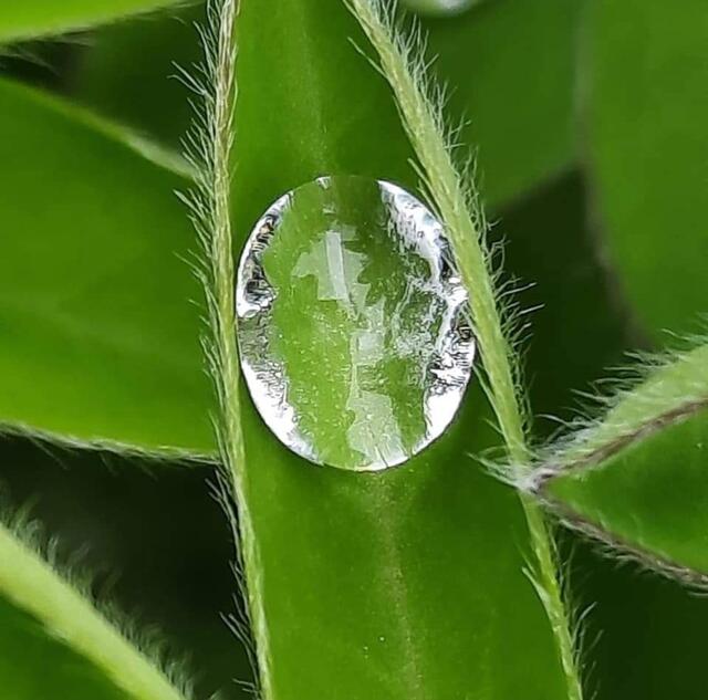 Lotuseffekt: ein großer Wassertropfen auf einem Blatt. Was die Natur alles kann...