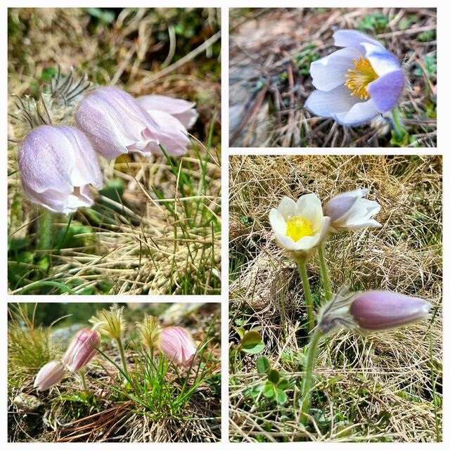 Blumenpracht im Sulztal(Ötztal) | Foto: Konrad K. 