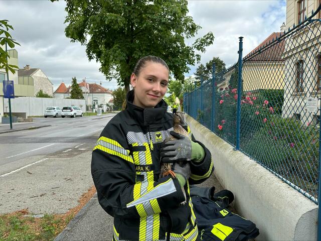 Am 17.05.2024 wurde die FF Herzogenburg-Stadt zu einer Tierrettung in der Innenstadt gerufen. Eine junge Entenfamilie hatte sich in den Garten eines Einfamilienhaueses verirrt hat. Um die Tiere vor den Gefahren des Stadtlebens zu schützen, wurden sie eingefangen und im Augebiet wieder ausgewildert. | Foto: FF Herzogenburg