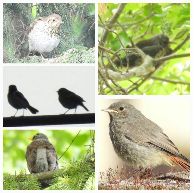 Sie hüpfen schon herum, die Ästlinge, können sich aber noch nicht selbst versorgen. Dennoch: die erste Brut ist bei manchen (fast) abgeschlossen. | Foto: Zuzana Kobesova 2024